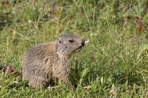 Marmotta (Marmota Blumenbach)