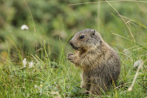 Marmotta (Marmota Blumenbach)