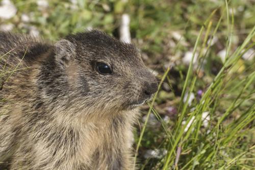 Marmotta (Marmota Blumenbach)