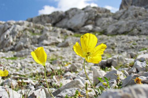 Papavero Giallo