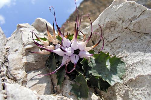 Raponzolo di roccia  (Physoplexis comosa)