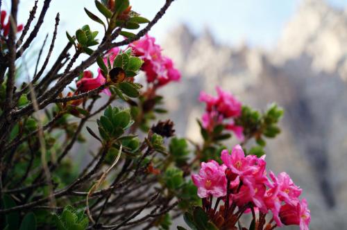 Rododendro Peloso