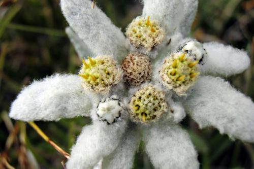 Stella Alpina (Leontopodium alpinum)